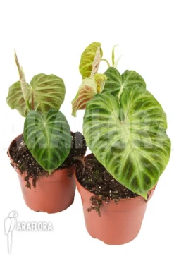 Philodendron Verrucosum 'Big Leaf' 'M' -Green Haven Sales Store Philodendron verrucosum Big leaf M 6