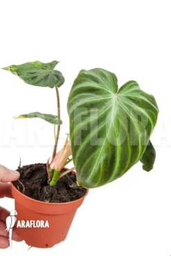 Philodendron Verrucosum 'M' -Green Haven Sales Store Philodendron verrucosum M 2