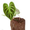 Philodendron Verrucosum 'Starter'