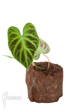 Philodendron Verrucosum 'Starter'