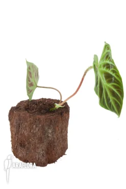 Philodendron Verrucosum 'Starter' -Green Haven Sales Store Philodendron verrucosum Starter 3