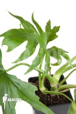 Philodendron Warszewiczii 5 Philodendron Warszewiczii -Green Haven Sales Store Philodendron warszewiczii 3