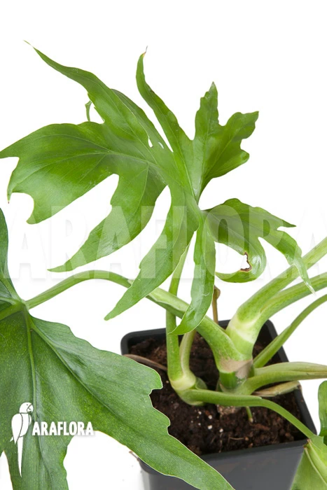 Philodendron Warszewiczii 3 Philodendron Warszewiczii - Image 3