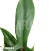 Philodendron X '69686'