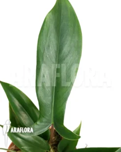 Philodendron X '69686'