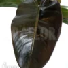 Philodendron X 'Black Cardinal'
