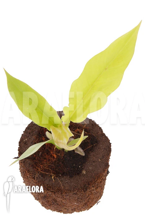 Philodendron X 'Golden Saw' 2 Philodendron X 'Golden Saw' - Image 2