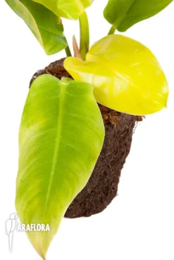 Philodendron X Moonlight