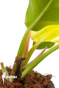 Philodendron X Moonlight -Green Haven Sales Store Philodendron x Moonlight 4