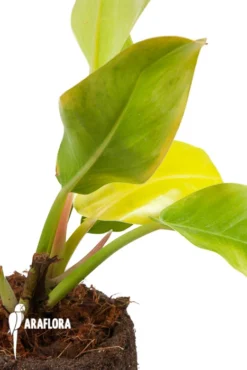 Philodendron X Moonlight -Green Haven Sales Store Philodendron x Moonlight 5