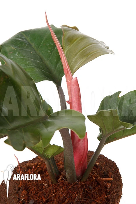 Philodendron X 'Pluto Red' 1 Philodendron X 'Pluto Red'