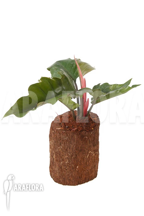 Philodendron X 'Pluto Red' 2 Philodendron X 'Pluto Red' - Image 2