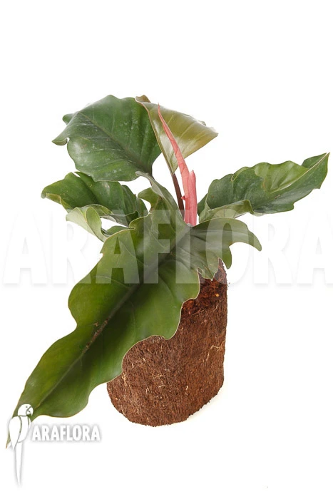 Philodendron X 'Pluto Red' 3 Philodendron X 'Pluto Red' - Image 3