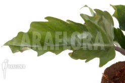 Philodendron X 'Pluto Red' 7 Philodendron X 'Pluto Red' -Green Haven Sales Store Philodendron x Pluto Red 4