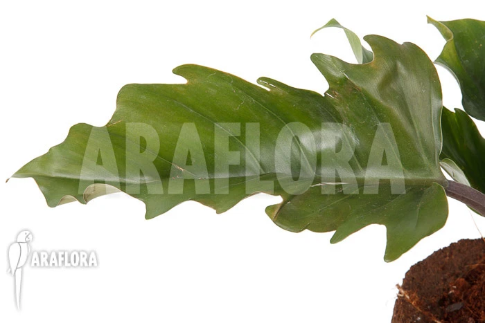 Philodendron X 'Pluto Red' 4 Philodendron X 'Pluto Red' - Image 4