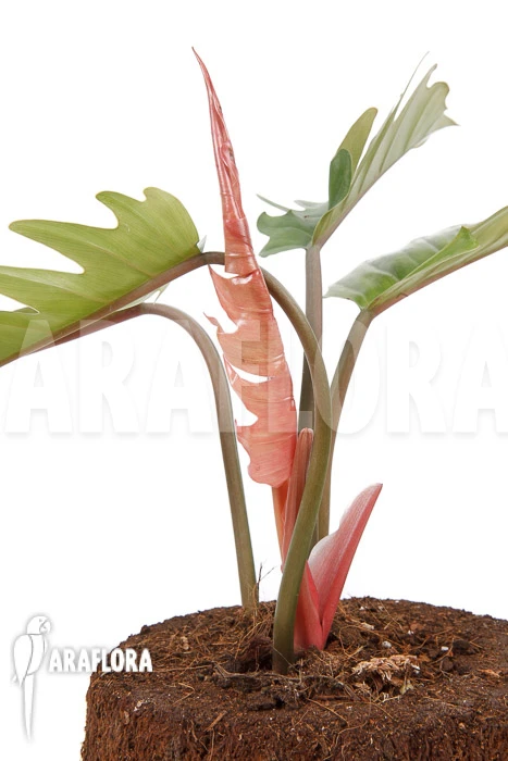 Philodendron X 'Pluto Red' 'Starter' 1 Philodendron X 'Pluto Red' 'Starter'