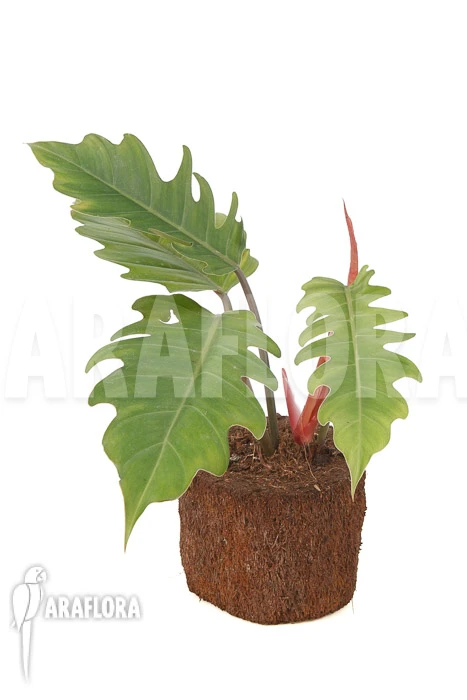 Philodendron X 'Pluto Red' 'Starter' 5 Philodendron X 'Pluto Red' 'Starter' - Image 5