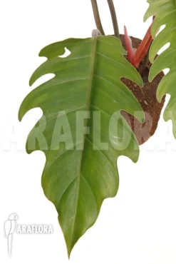 Philodendron X 'Pluto Red' 'Starter' 7 Philodendron X 'Pluto Red' 'Starter' -Green Haven Sales Store Philodendron x Pluto Red starter 3