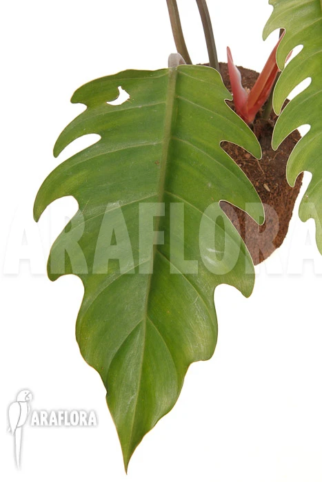 Philodendron X 'Pluto Red' 'Starter' 3 Philodendron X 'Pluto Red' 'Starter' - Image 3