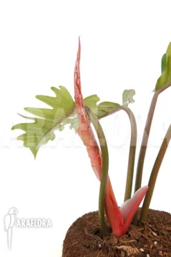 Philodendron X 'Pluto Red' 'Starter' 8 Philodendron X 'Pluto Red' 'Starter' -Green Haven Sales Store Philodendron x Pluto Red starter 4