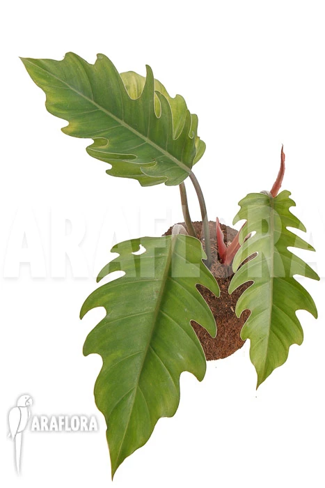 Philodendron X 'Pluto Red' 'Starter' 2 Philodendron X 'Pluto Red' 'Starter' - Image 2