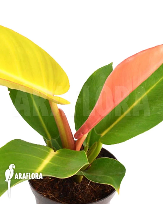 Philodendron X 'Prince Of Orange' Starter 1 Philodendron X 'Prince Of Orange' Starter