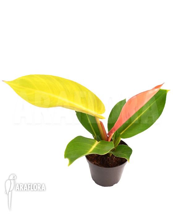 Philodendron X 'Prince Of Orange' Starter 2 Philodendron X 'Prince Of Orange' Starter - Image 2