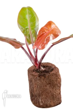 Philodendron X 'Prince Of Orange' 'S'