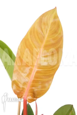 Philodendron X 'Sun Red'