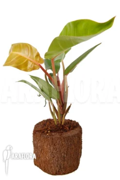 Philodendron X 'Sun Red' -Green Haven Sales Store Philodendron x Sun Red 2