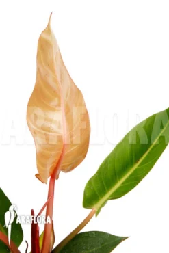Philodendron X 'Sun Red' -Green Haven Sales Store Philodendron x Sun Red 4