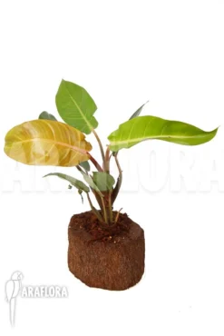 Philodendron X 'Sun Red' -Green Haven Sales Store Philodendron x Sun Red 5