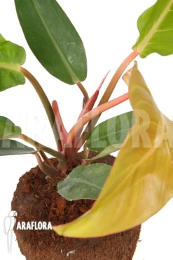 Philodendron X 'Sun Red' -Green Haven Sales Store Philodendron x Sun Red 6