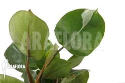 Philodendron X 'White Knight'