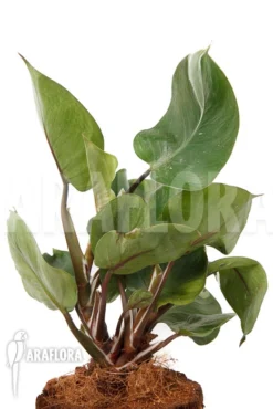 Philodendron X 'White Knight' -Green Haven Sales Store Philodendron x White Knight 3