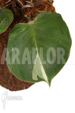 Philodendron X 'White Knight' -Green Haven Sales Store Philodendron x White Knight 4