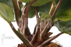 Philodendron X 'White Knight' -Green Haven Sales Store Philodendron x White Knight 5