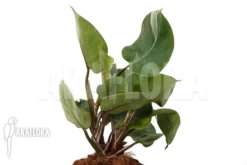 Philodendron X 'White Knight' -Green Haven Sales Store Philodendron x White Knight 6