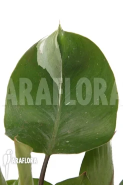 Philodendron X 'White Knight' 'M' -Green Haven Sales Store Philodendron x White Knight M 3