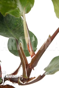 Philodendron X 'White Knight' 'M' -Green Haven Sales Store Philodendron x White Knight M 6