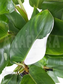 Philodendron X 'White Princess'