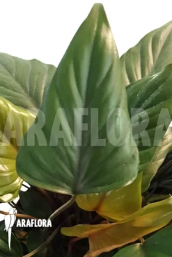 Philodendron X 'Arrow Head'
