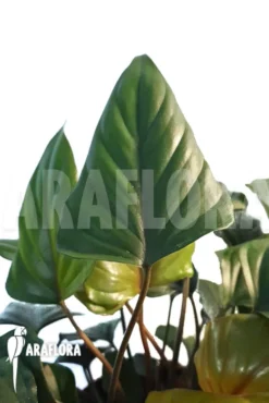 Philodendron X 'Arrow Head' -Green Haven Sales Store Philodendron x arrowhead 3