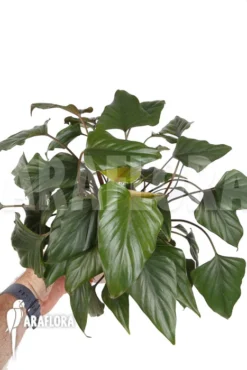 Philodendron X 'Arrow Head' -Green Haven Sales Store Philodendron x arrowhead 4