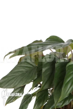 Philodendron X 'Arrow Head' -Green Haven Sales Store Philodendron x arrowhead 5