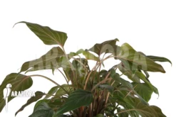 Philodendron X 'Arrow Head' -Green Haven Sales Store Philodendron x arrowhead 6