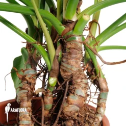 Philodendron X 'Green Beauty' -Green Haven Sales Store Philodendron x Green beauty 3