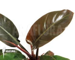 Philodendron X 'Red Baron'