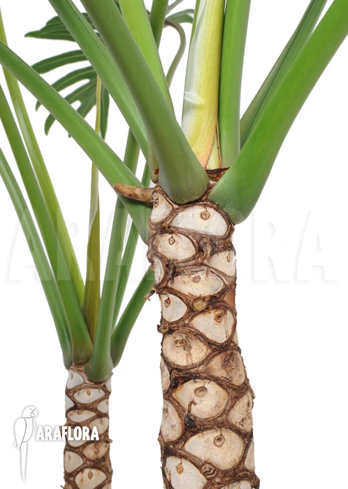 Philodendron Xanadu 1 Philodendron Xanadu