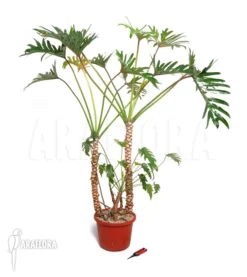 Philodendron Xanadu 11 Philodendron Xanadu -Green Haven Sales Store Philodendron xanadu 2